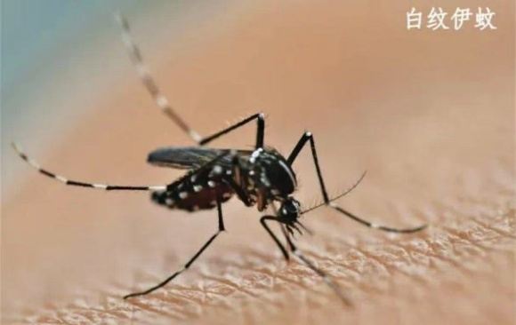 天载配资 事关基孔肯雅热! 广州白云疾控紧急发布“防蚊倡议书”